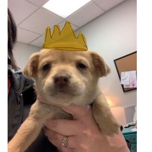 Meet your Posher, Tiana